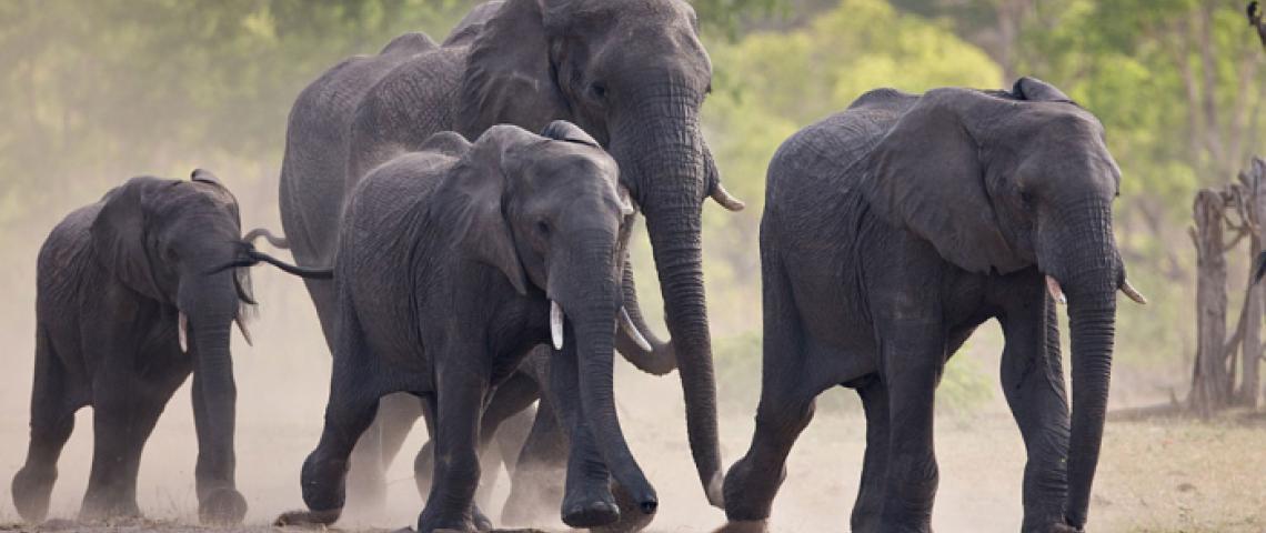 Hwange Elephants