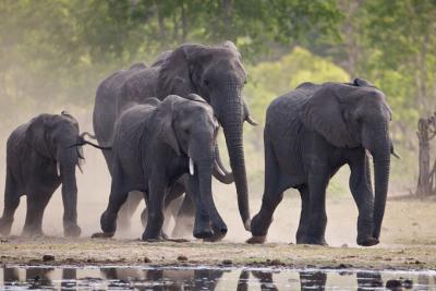 Hwange Elephants